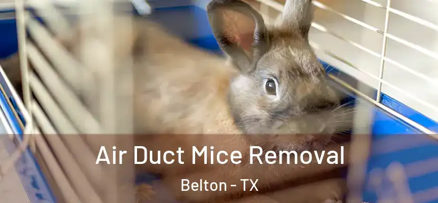 Air Duct Mice Removal Belton - TX